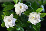 gardenia--0.jpg