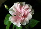 hibiscus_persik.jpg