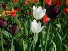 24___tulip-5.jpg