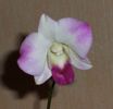 37___orchid.jpg