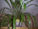 53___hlorophytum0.jpg