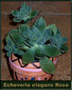 Echeveria-elegans-Rose.jpg