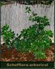 Schefflera-arboricol.jpg