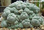 Lophophora_williamsii_caespitosa.jpg