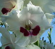 gladiolusy-5.jpg
