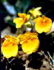 Dendrobium-jenkensii.jpg