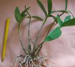 Dendrobium-kingianum00.JPG