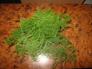 asparagus-perestyi-20-06-2008.jpg