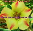 507___Silk-of-Yellow.jpg