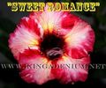 507___Sweet-Romance.jpg