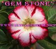 507___gem-Stone.jpg