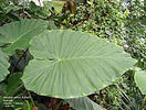 alocasia_odora.jpg