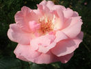 roza--9.jpg