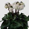 Cyclamen-Bellissima-White--0.jpg