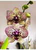Orhideya_Phalaenopsis_Cleopatra_-_kopiya.jpg