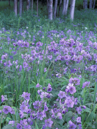 stuart-westmoreland-wild-geraniums-and-alaska-birch-hill_002.jpg