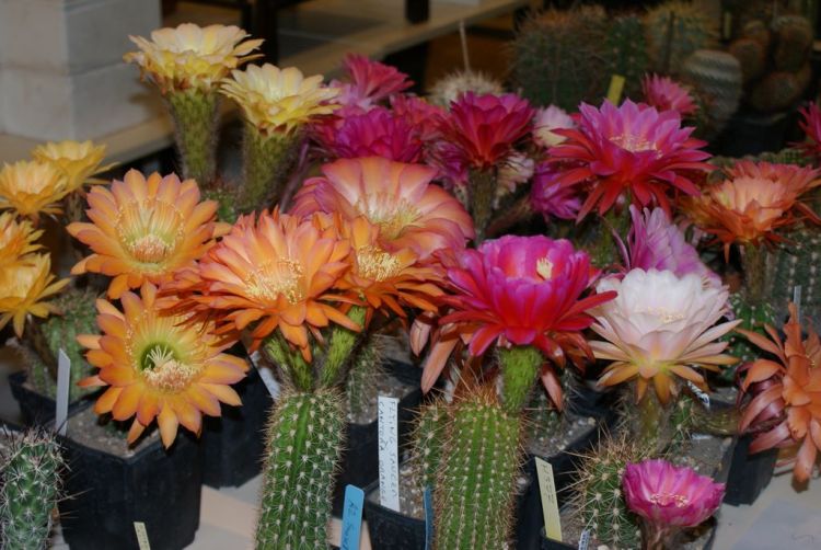 3 echinopsis trichocerereus.jpg