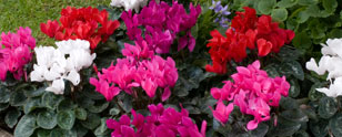 cyclamen_jardina_formula_mixture.jpg