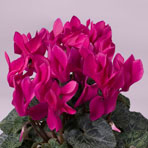 cyclamen_jardina_purple.jpg