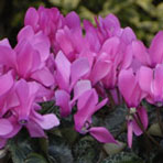 cyclamen_jardina_rose.jpg