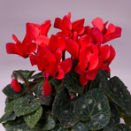 cyclamen_jardina_scarlet.jpg