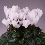 cyclamen_jardina_white.jpg