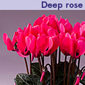 minola-deep-rose.jpg