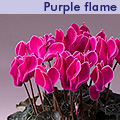 minola-purple-flame.jpg