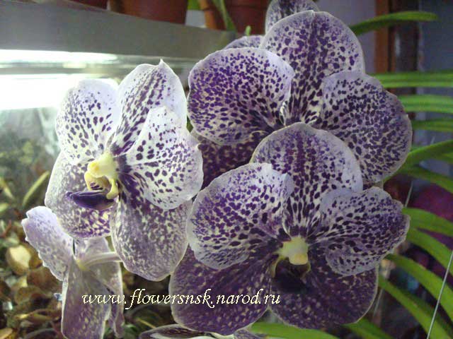 Vanda-Doctor-Anek.jpg