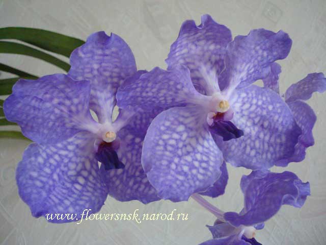 Vanda-Sansai-Blue.jpg