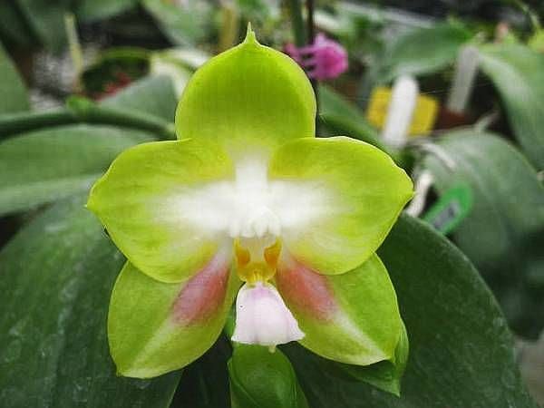 phalaenopsis_joy_spring_canary_yaphon.jpg