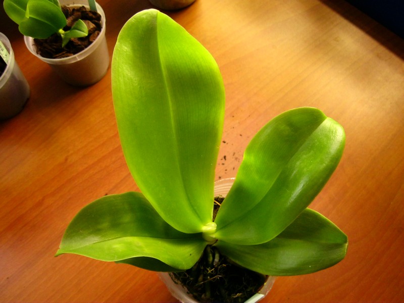 Phal.  Bellina   Эльснер, 30.04.12   2.jpg