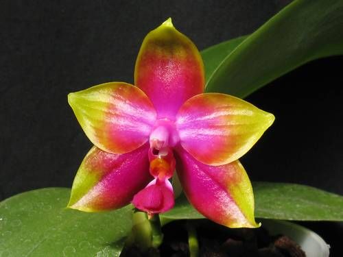 phal_princess_kaiulani_2.jpg