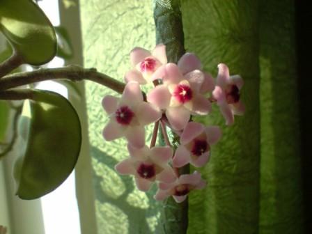 Hoya carnosa 'Krinkle 8'.JPG