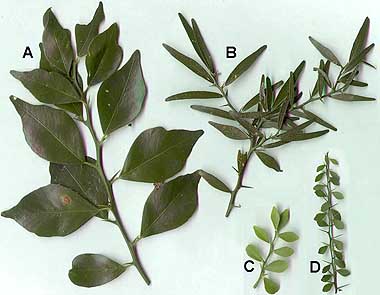 Microcitrus листья.jpg
