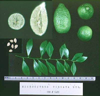 Microcitrus-virgata.jpg