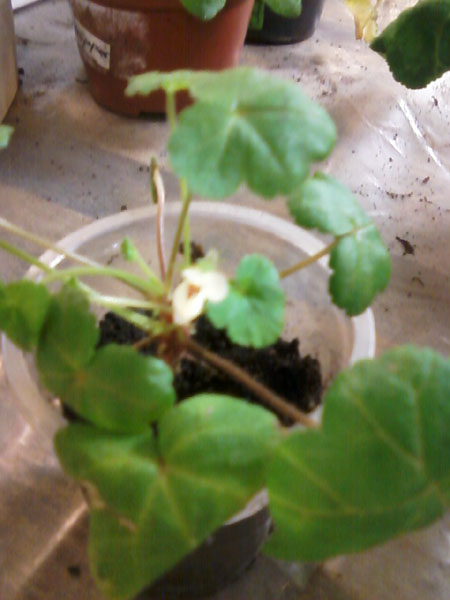 Pelargonium elongatum 1.jpg