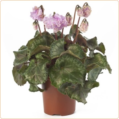 cyclamen bellisima light pink-cr1-400-400.jpg