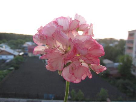 Pretty Petticoat.jpg