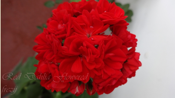 Red Dahlia Flowered.JPG