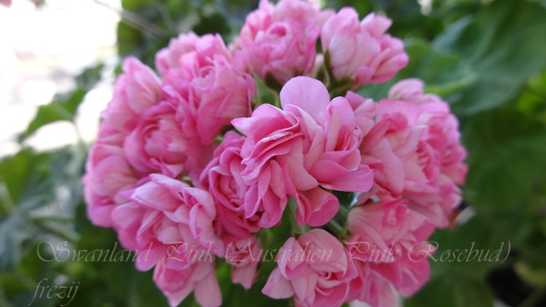 Swanland Pink (Australien Pink Rosebud).JPG