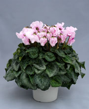 Diploid Campana Pink.jpg