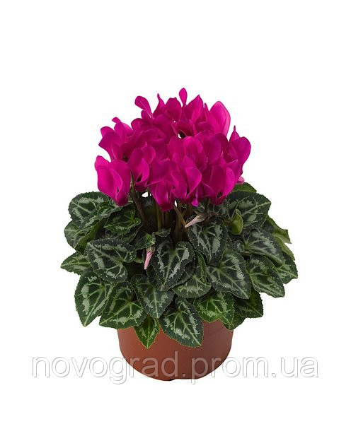 Zanetto Fuchsia.jpg