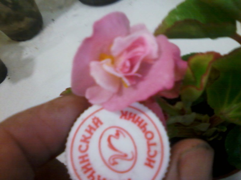  Queen Rose цветочек.jpg