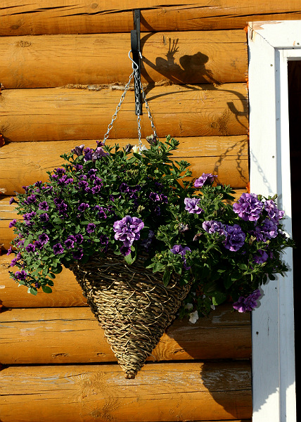 littltunia blue vein and tumbelina priscilla.jpg