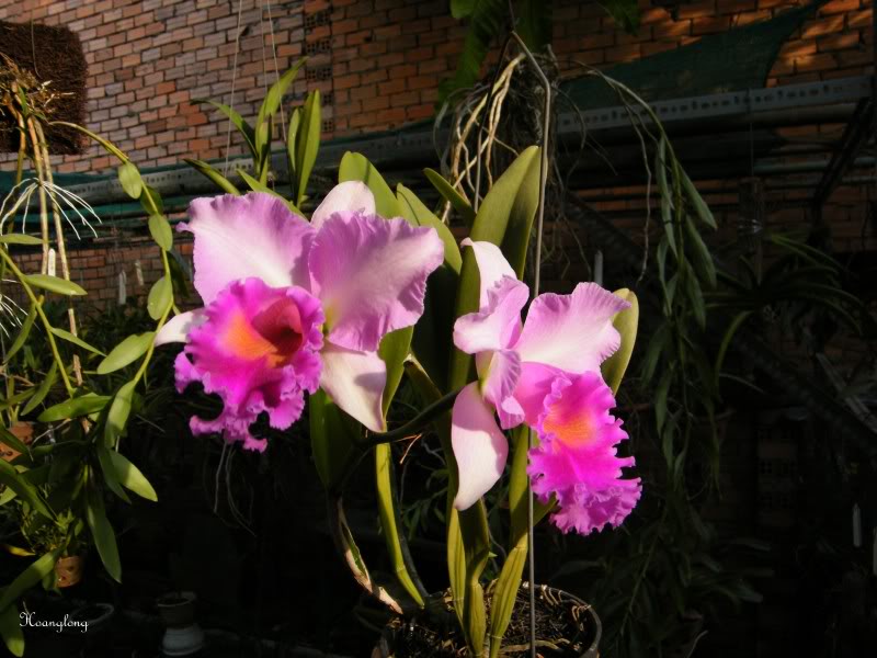 Blc. Pink Diamond.jpg