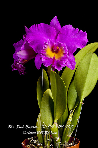 Blc. Pink Empress.jpg