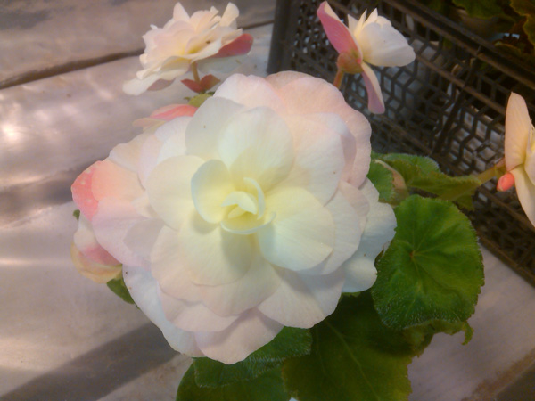Nonstop Applblossom Rosebud.jpg