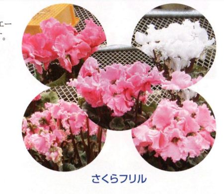 Sakura frills mix.JPG