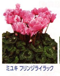 Miyuki fringe lilac.JPG